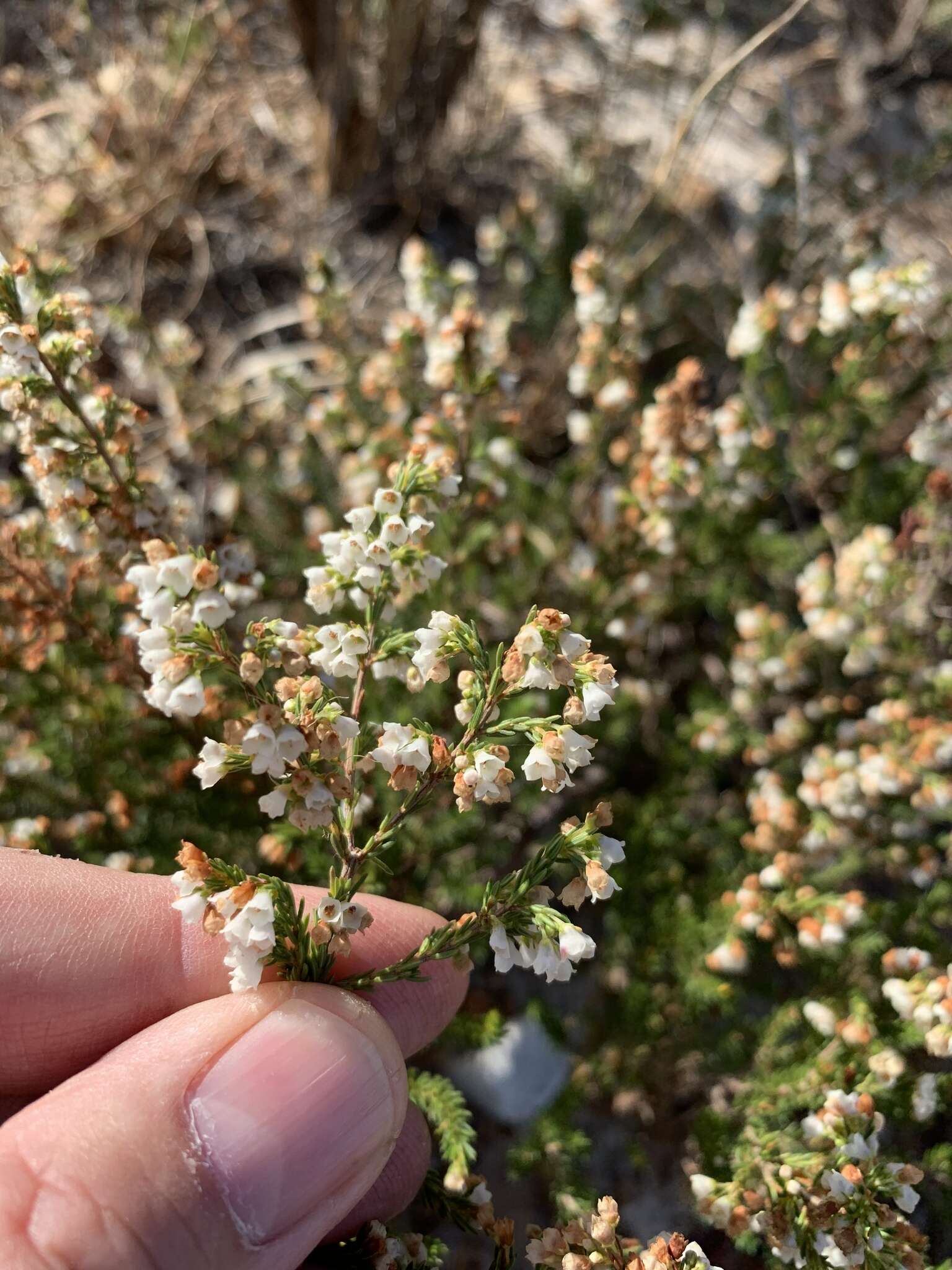 Image of Erica subdivaricata Berg.