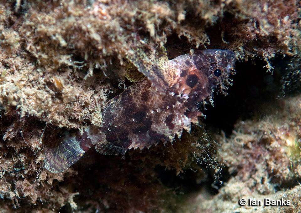 Image of Common scorpionfish