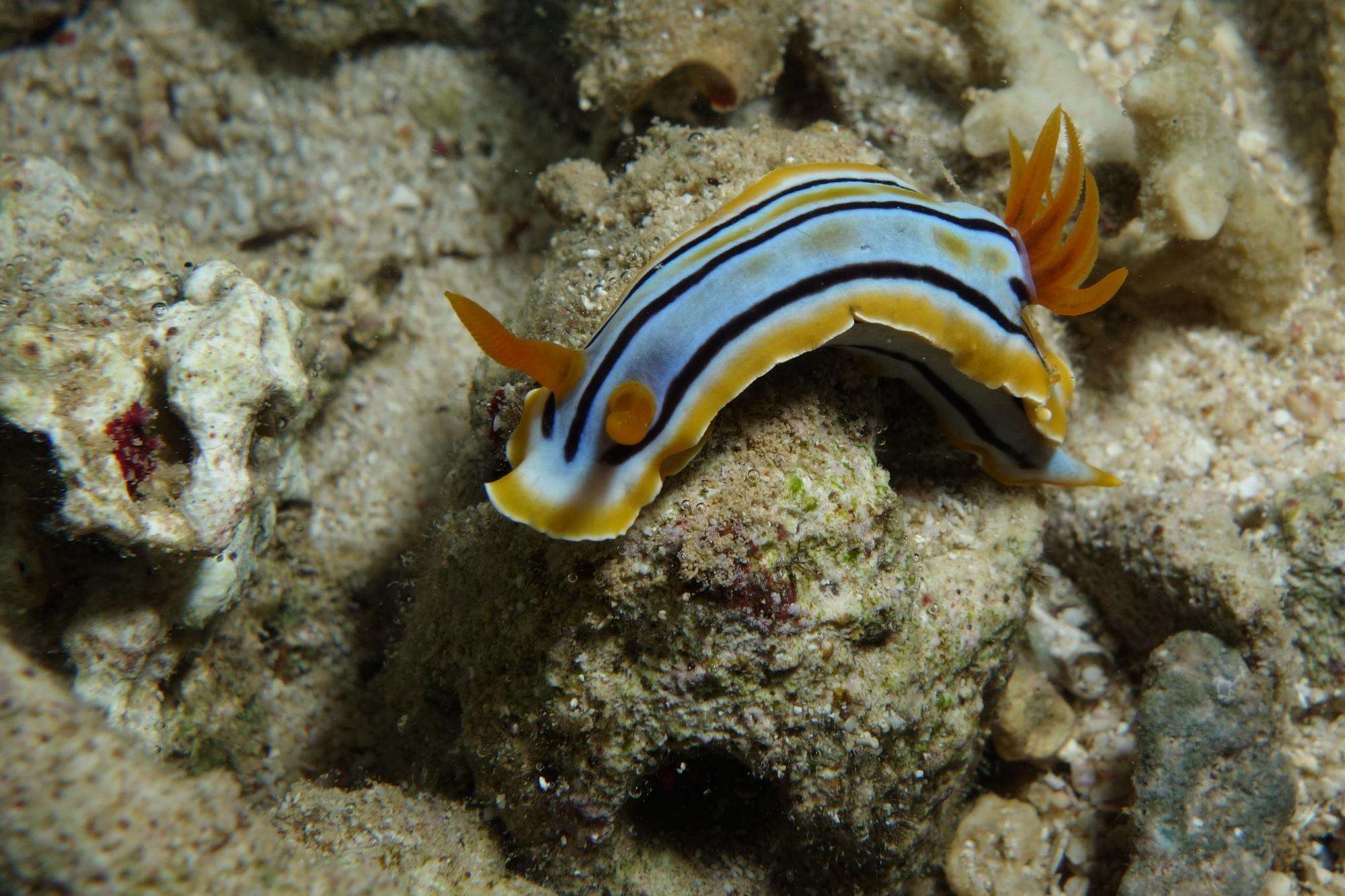 Image of Chromodoris colemani Rudman 1982