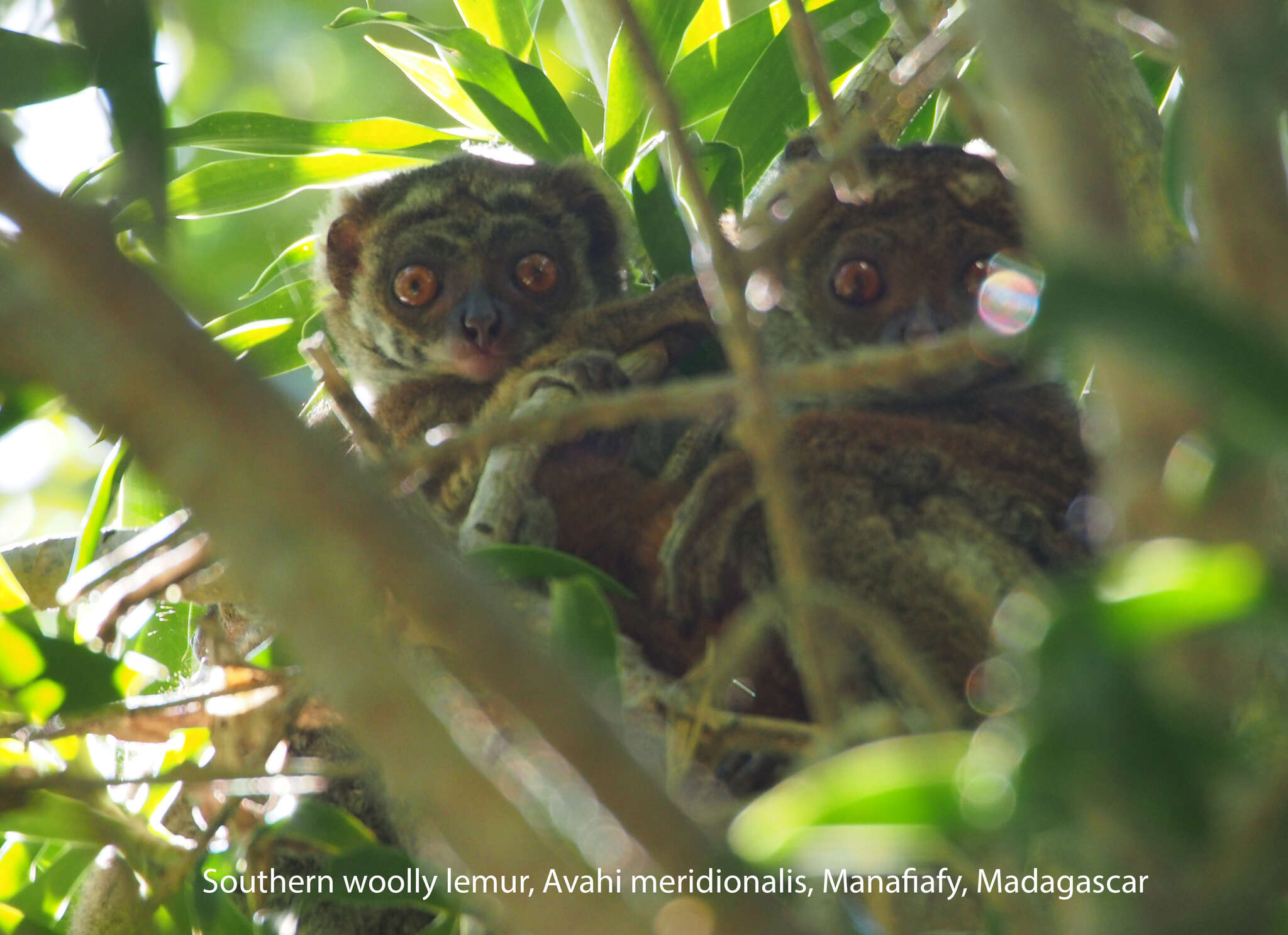 Image of Southern Woolly Lemur