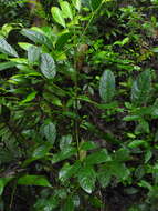 Image de Staphylea occidentalis subsp. occidentalis