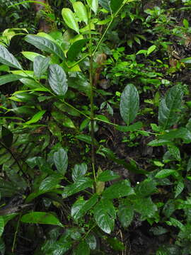 Image de Staphylea occidentalis subsp. occidentalis