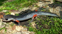 Image of Red-legged Salamander