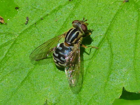 Image of Eurimyia stipatus (Walker 1849)