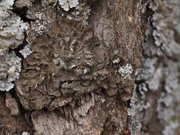 Image de Melanelixia subargentifera (Nyl.) O. Blanco, A. Crespo, Divakar, Essl., D. Hawksw. & Lumbsch