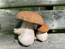 Imagem de Boletus nobilissimus Both & R. Riedel 2000