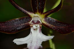 Image of Calanthe arcuata Rolfe