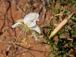 Слика од Oenothera pallida subsp. runcinata (Engelm.) Munz & W. Klein