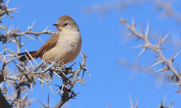 Image of Creamy-breasted Canastero