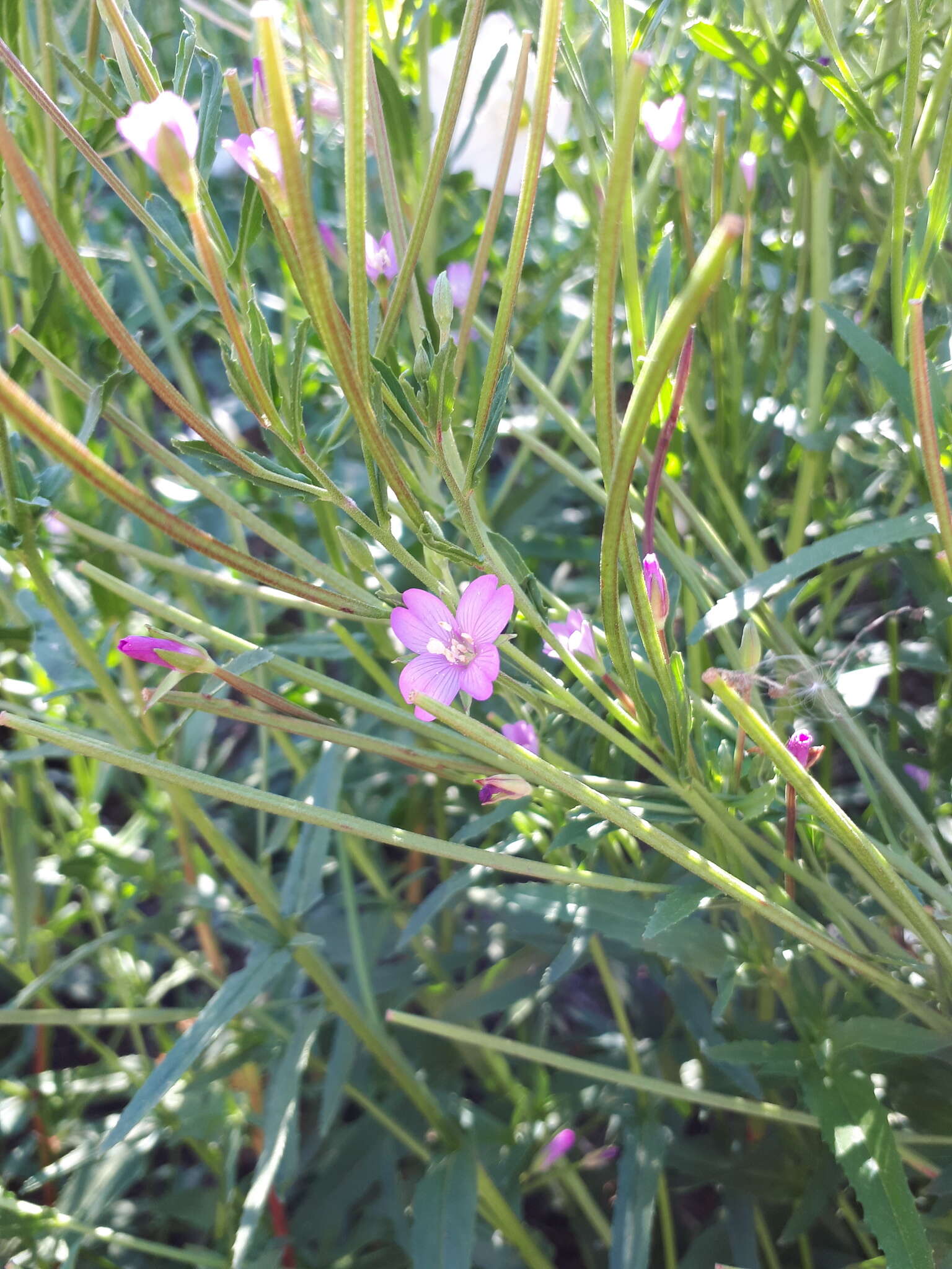 Слика од Epilobium tetragonum L.