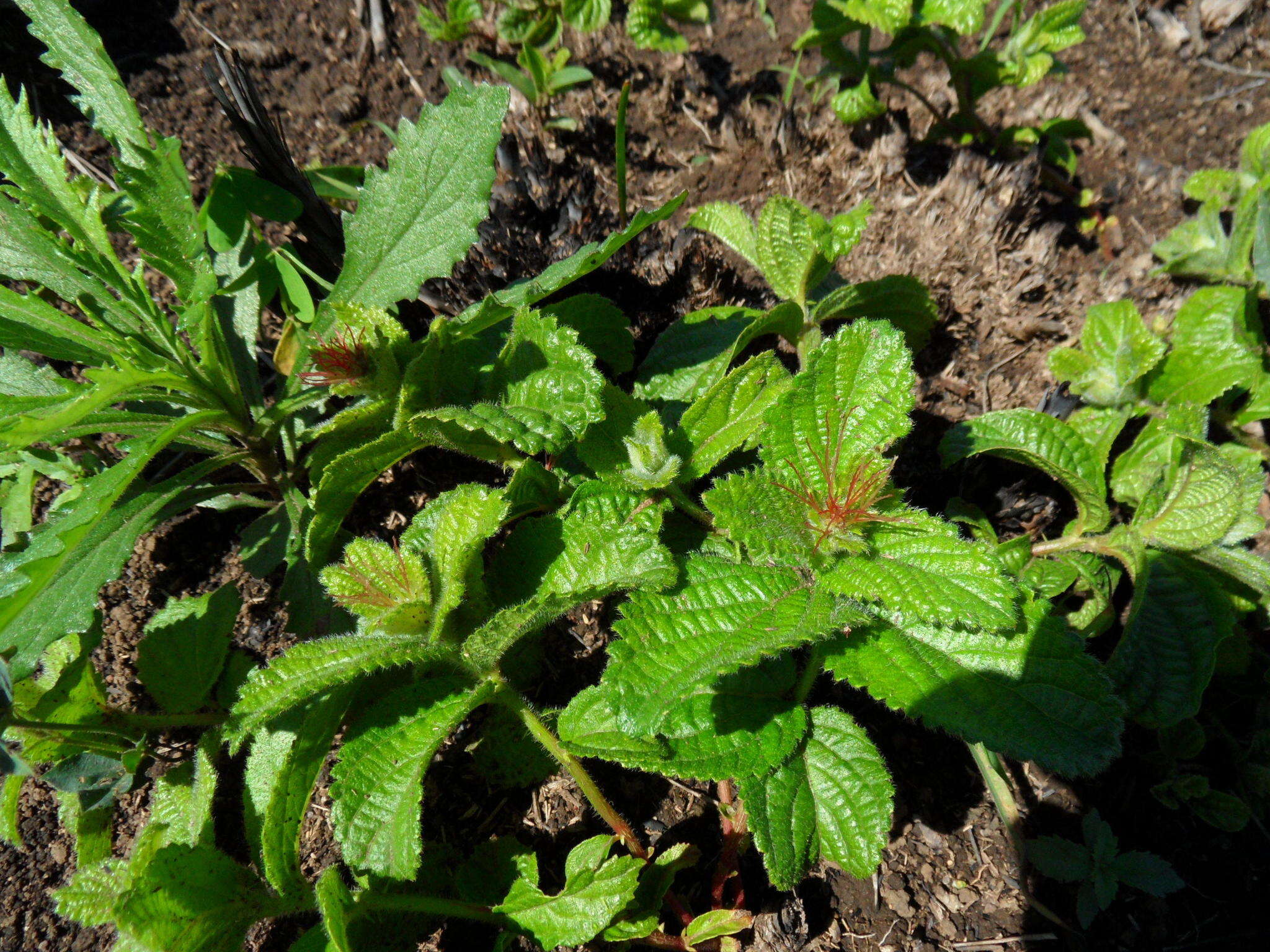 Image de Acalypha glandulifolia Buchinger & Meisn. ex C. Krauss