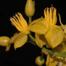 Image of Ouratea acuminata (DC.) Engl.