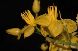 Image of Ouratea acuminata (DC.) Engl.