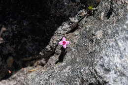 Image of Sonderothamnus petraeus (W. F. Barker) R. Dahlgr.