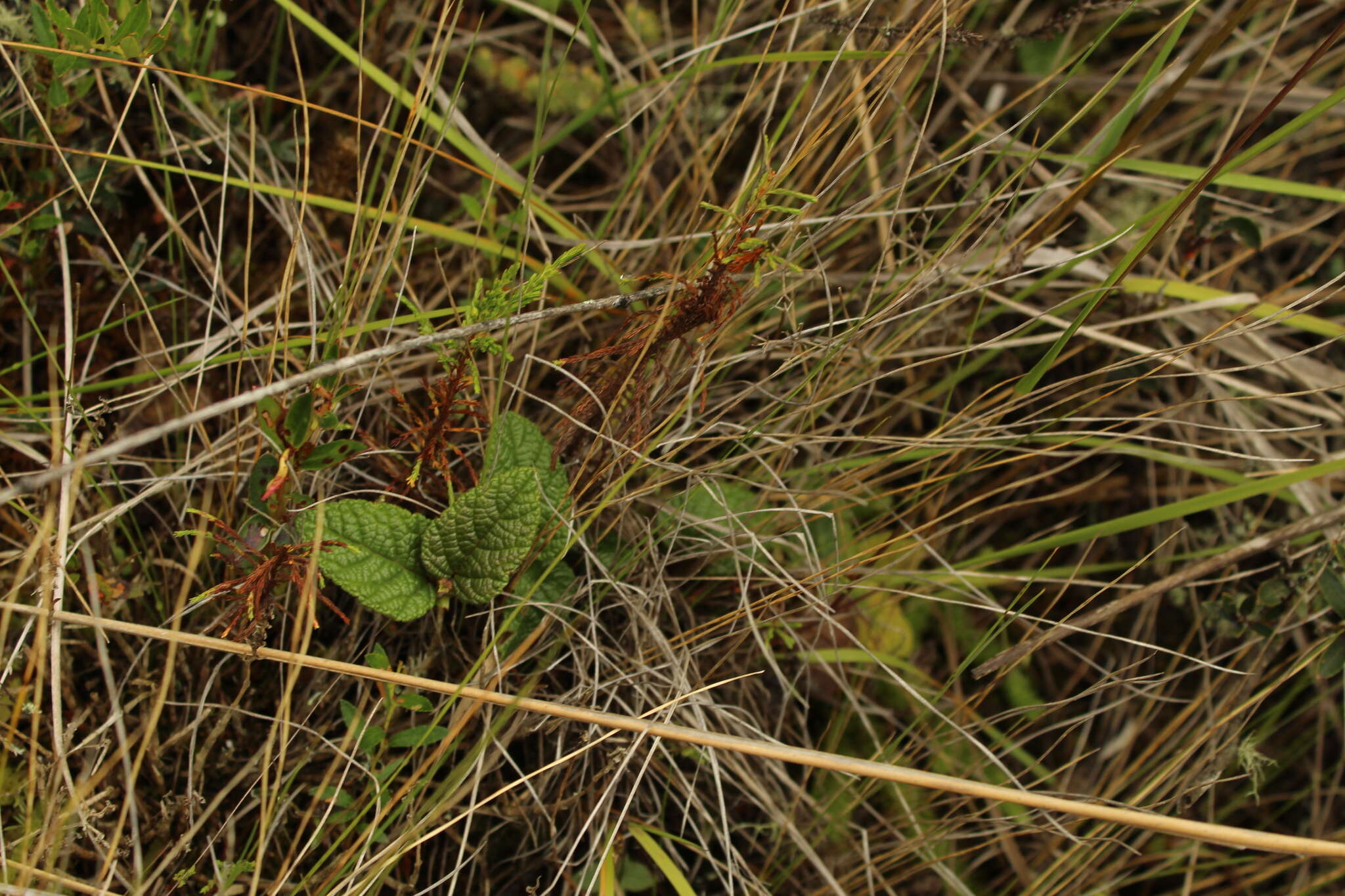 Image of Rubus acanthophyllos Focke