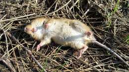 Image of Chaco marsh rat