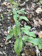 Image of elmleaf goldenrod