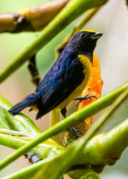 Image of Fulvous-vented Euphonia