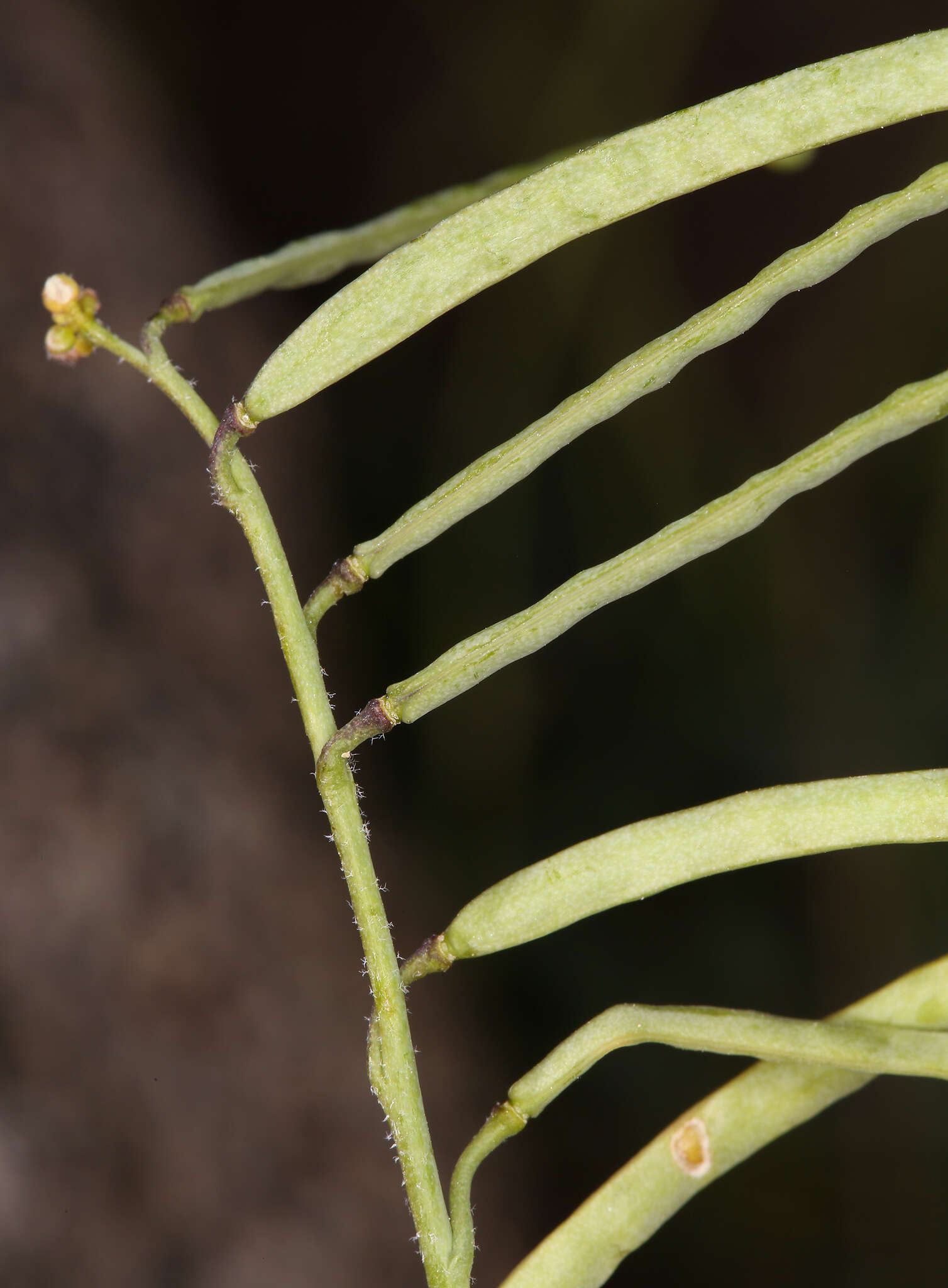 Image of Soldier Rockcress