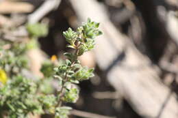 Image of Hibbertia crinita H. R. Toelken