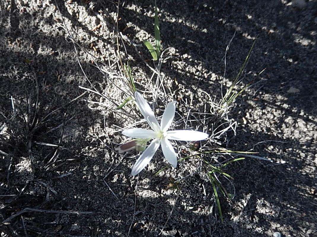 Plancia ëd Hesperantha falcata (L. fil.) Ker Gawl.