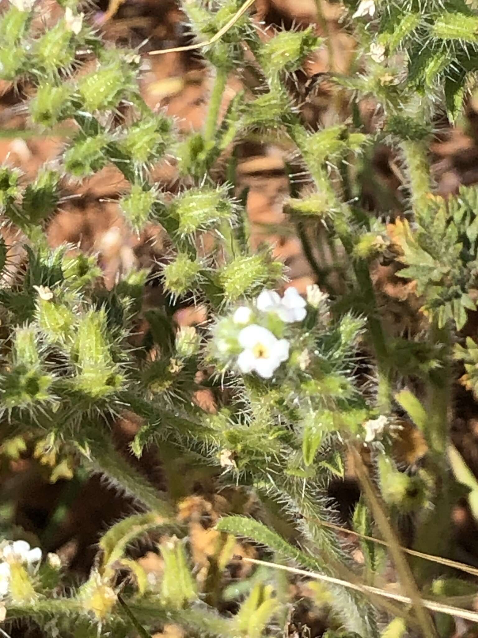 Plancia ëd Cryptantha crassisepala var. crassisepala