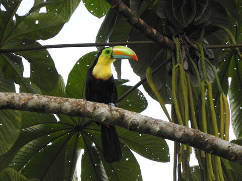 Image of Keel-billed Toucan