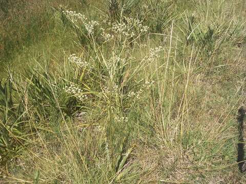 Image de Eryngium elegans Cham. & Schltdl.