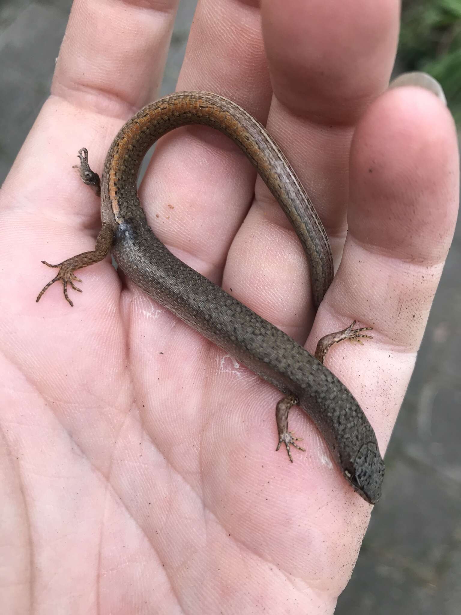 Image of Southern Weasel Skink