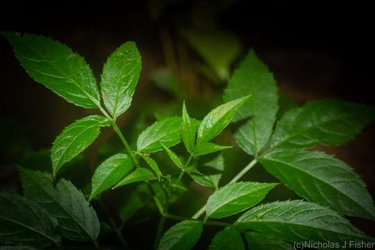 Image of Sambucus australasica (Lindley) Fritsch