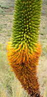 Image of Aloe broomii Schönland