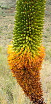 Image of Aloe broomii Schönland