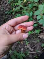 Image de Hortiboletus campestris (A. H. Sm. & Thiers) Biketova & Wasser 2015