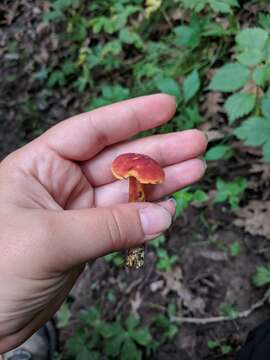 Imagem de Hortiboletus campestris (A. H. Sm. & Thiers) Biketova & Wasser 2015