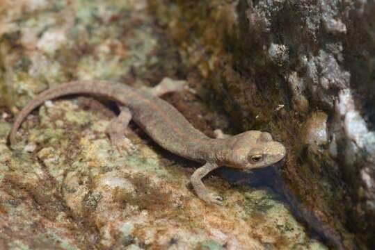 Image of Corsican Brook Salamander