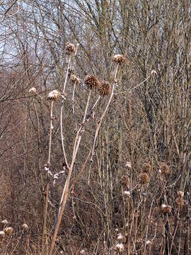 Image of Echinops sphaerocephalus L.