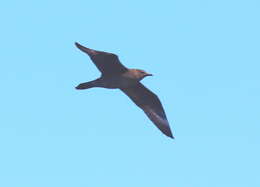 Image of Long-tailed Jaeger