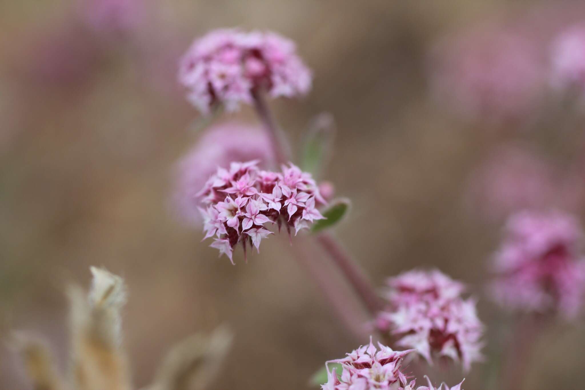 Image of Ben Lomond spineflower