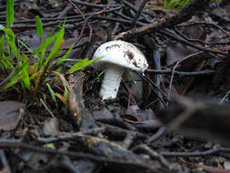 Image de Amanita farinacea (Sacc.) Cleland & Cheel 1914