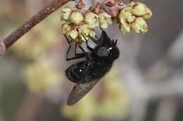 Image of Comstock's Bromeliad Fly