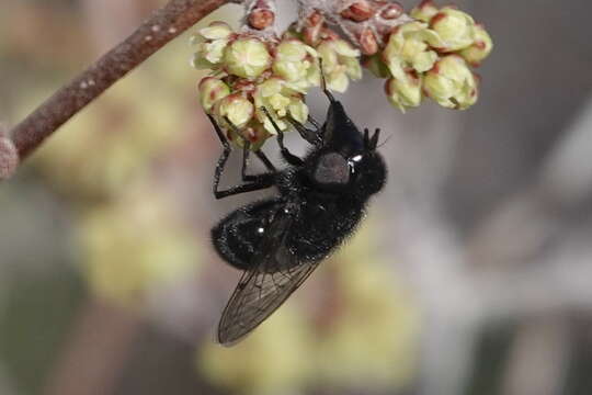 صورة Copestylum comstocki (Williston 1887)