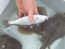 Image of Gray weakfish