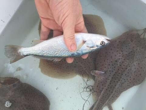 Image of Gray weakfish