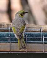 Image of Yellow-plumed Honeyeater