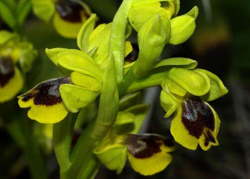 Image of Ophrys battandieri E. G. Camus