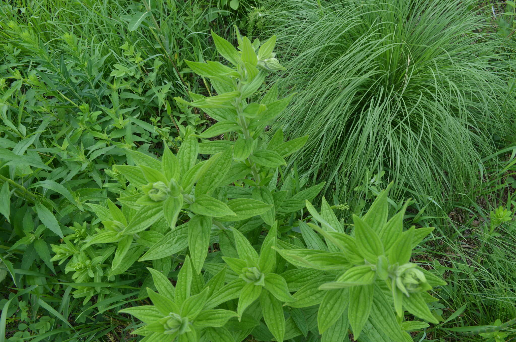 Image of softhair marbleseed