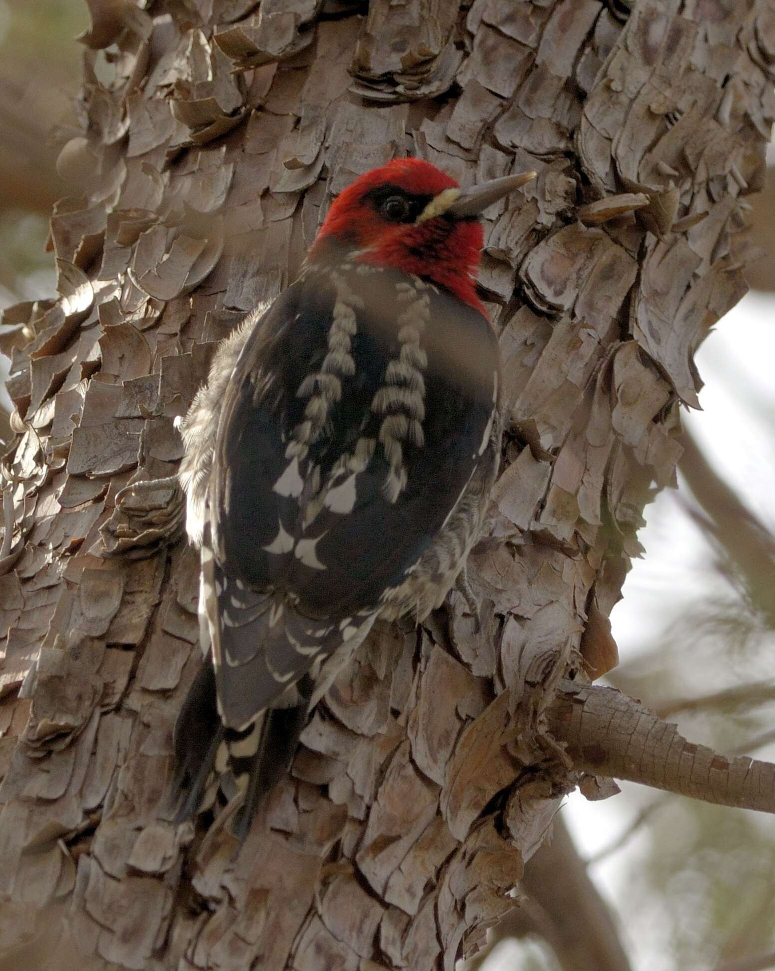 Sphyrapicus ruber daggetti Grinnell 1901的圖片