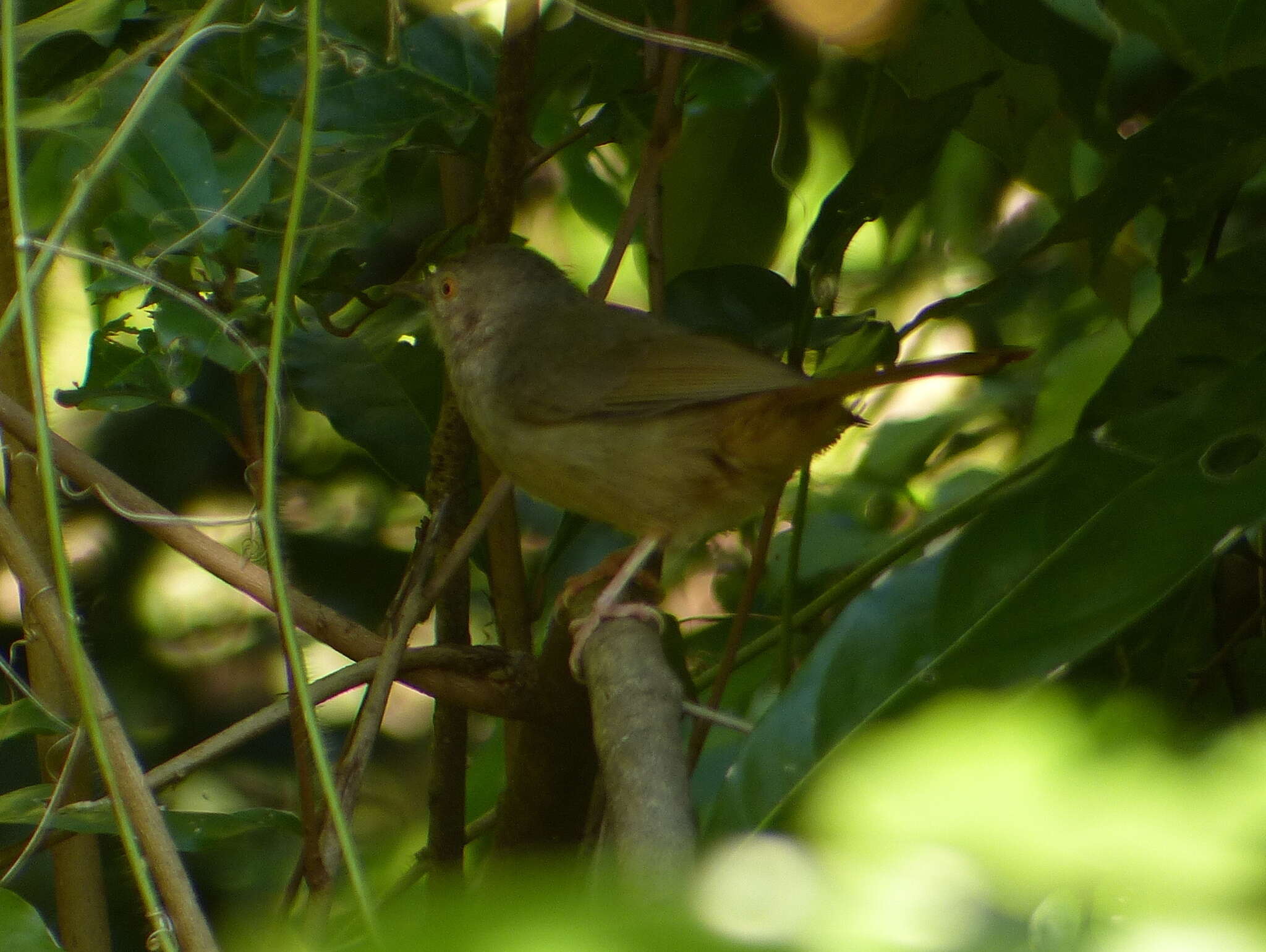 Image of Grey-olive Bulbul