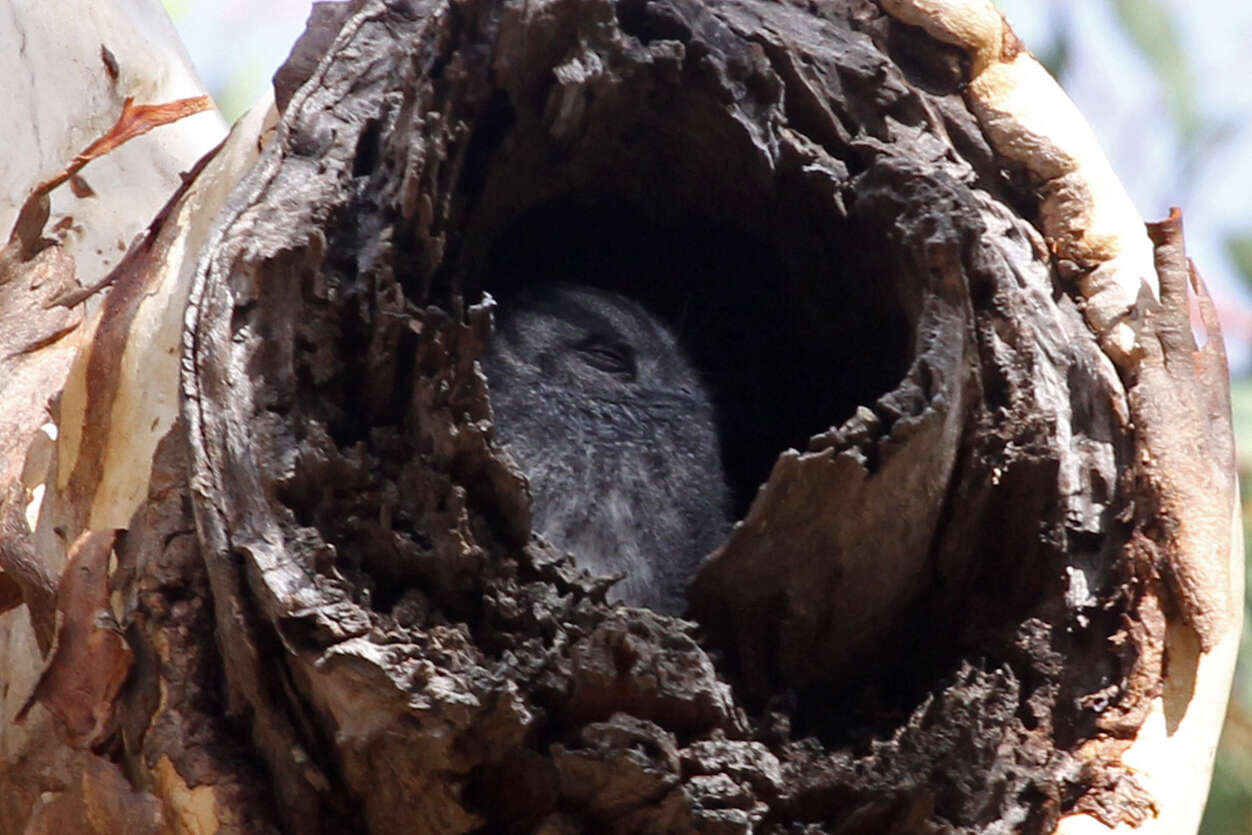 Image of owlet-nightjars