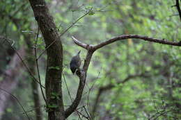 Image of Brown Creeper